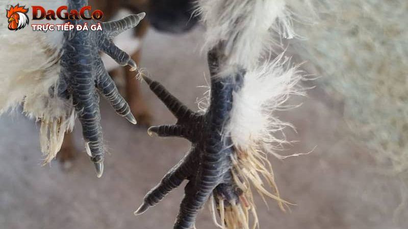 Gà chân lông vảy loạn là loại biến dị với ngoại hình độc đáo