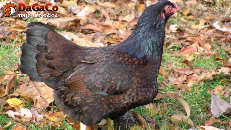 Gà Cornish: Sức mạnh ấn tượng của dòng gà đá Anh