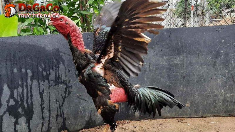 Gà đá bo lớn là thuật ngữ dùng để chỉ chiến kê có khả năng ra đòn mạnh