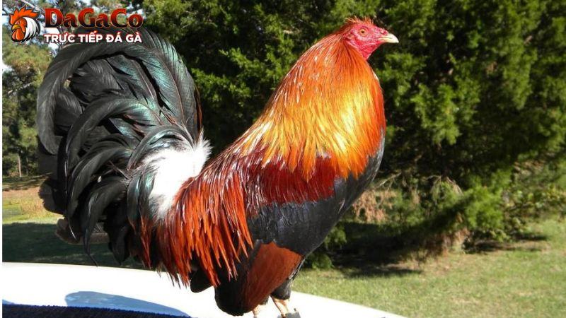 Gà Kelso: Giống kê chiến nổi tiếng của Mỹ