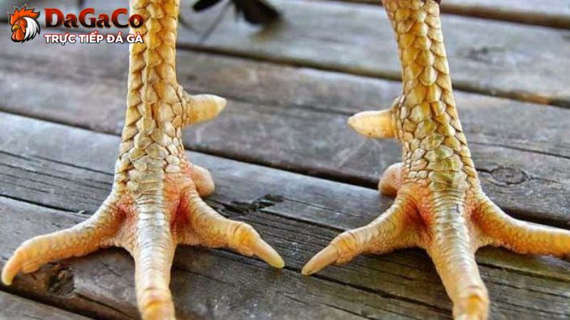 Gà vảy kích giáp có độ phản xạ ấn tượng và khả năng kết liễu đối thủ