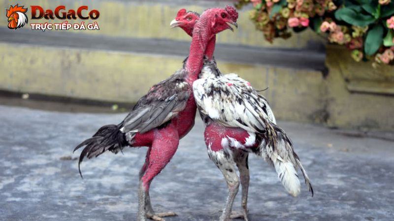 Giá gà đá là bao nhiêu?