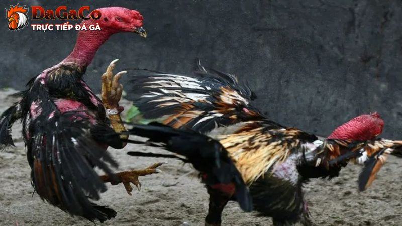 Giải đáp trước khi đi đá gà có nên cúng gì không