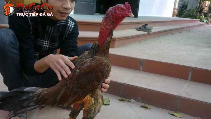 Giải pháp trị đối bệnh phổi ở gà hiệu quả