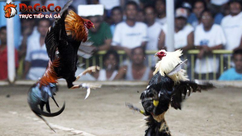 Giới thiệu DagaCO với những dịch vụ đi kèm