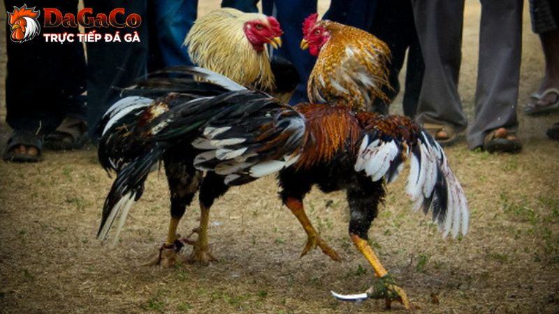 Giới thiệu về đồ bảo hộ cho gà đá