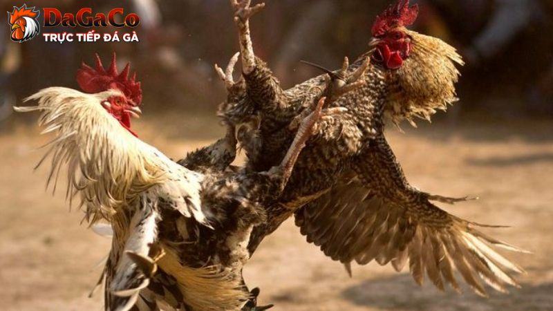 Giới thiệu về giải đấu đá gà mới nhất