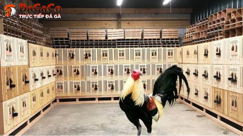 Giống gà - Yếu tố ảnh hưởng tới chi phí nuôi gà đá