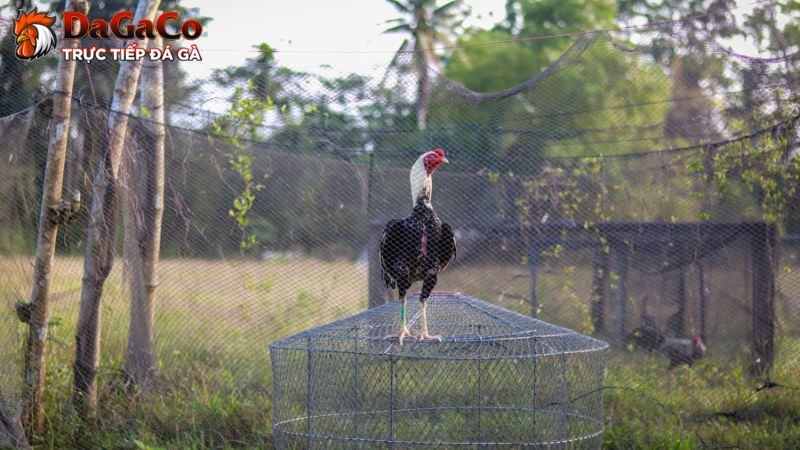 Giống gà – Yếu tố quyết định sức mạnh chiến kê