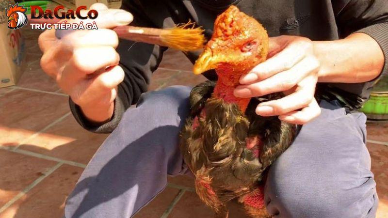 Kinh nghiệm vào nghệ và om gà hiệu quả