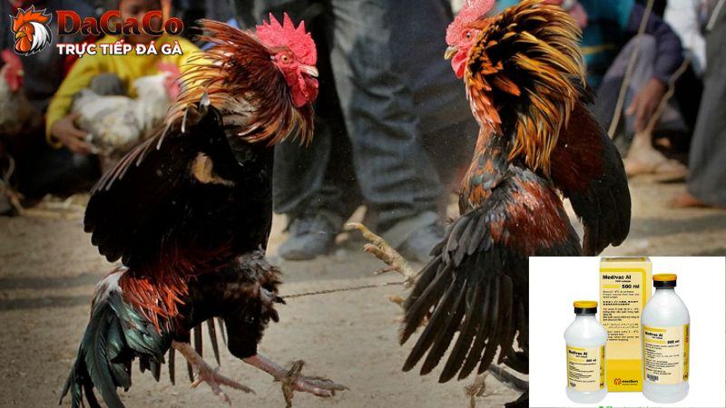 Lịch trình tiêm Vaccine cần thiết cho gà đá