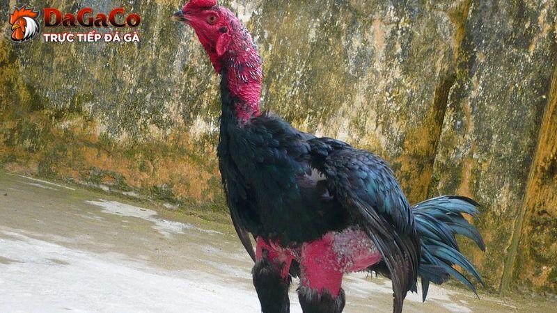 Lợi ích của việc tập lực cho gà đá