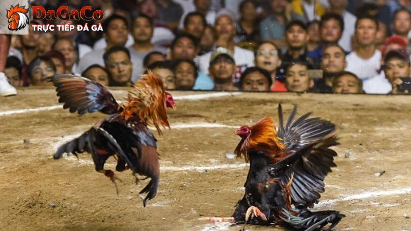 Lợi ích khi tham gia CLB đá gà mang lại