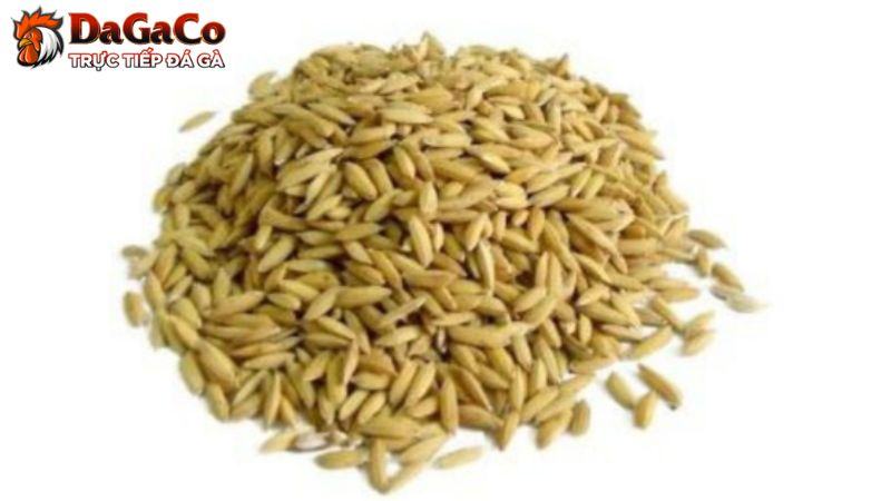 Lúa – Thức ăn quan trọng cho gà đá