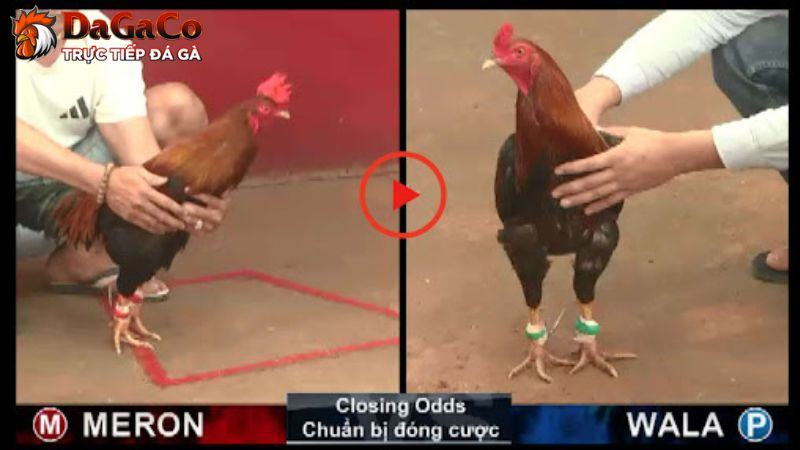 Luật chơi đá gà cựa dao cập nhật mới nhất 2025