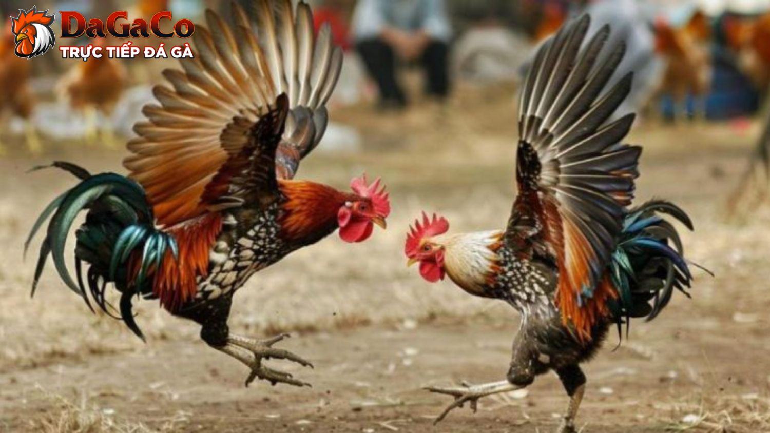 Luật chơi đá gà tre đơn giản, dễ tiếp cận