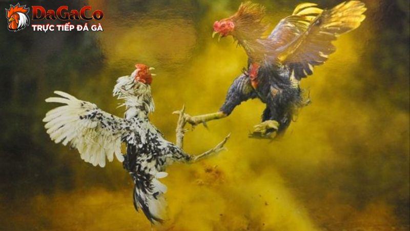 Lưu ý cần nắm trong bài tập cơ bản đến nâng cao cho gà đá