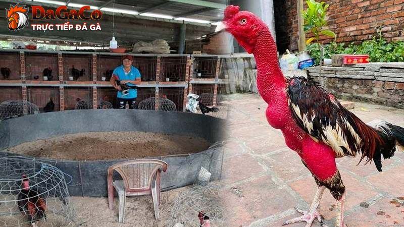 Lưu ý chọn giống gà đá có sức chiến đấu tốt