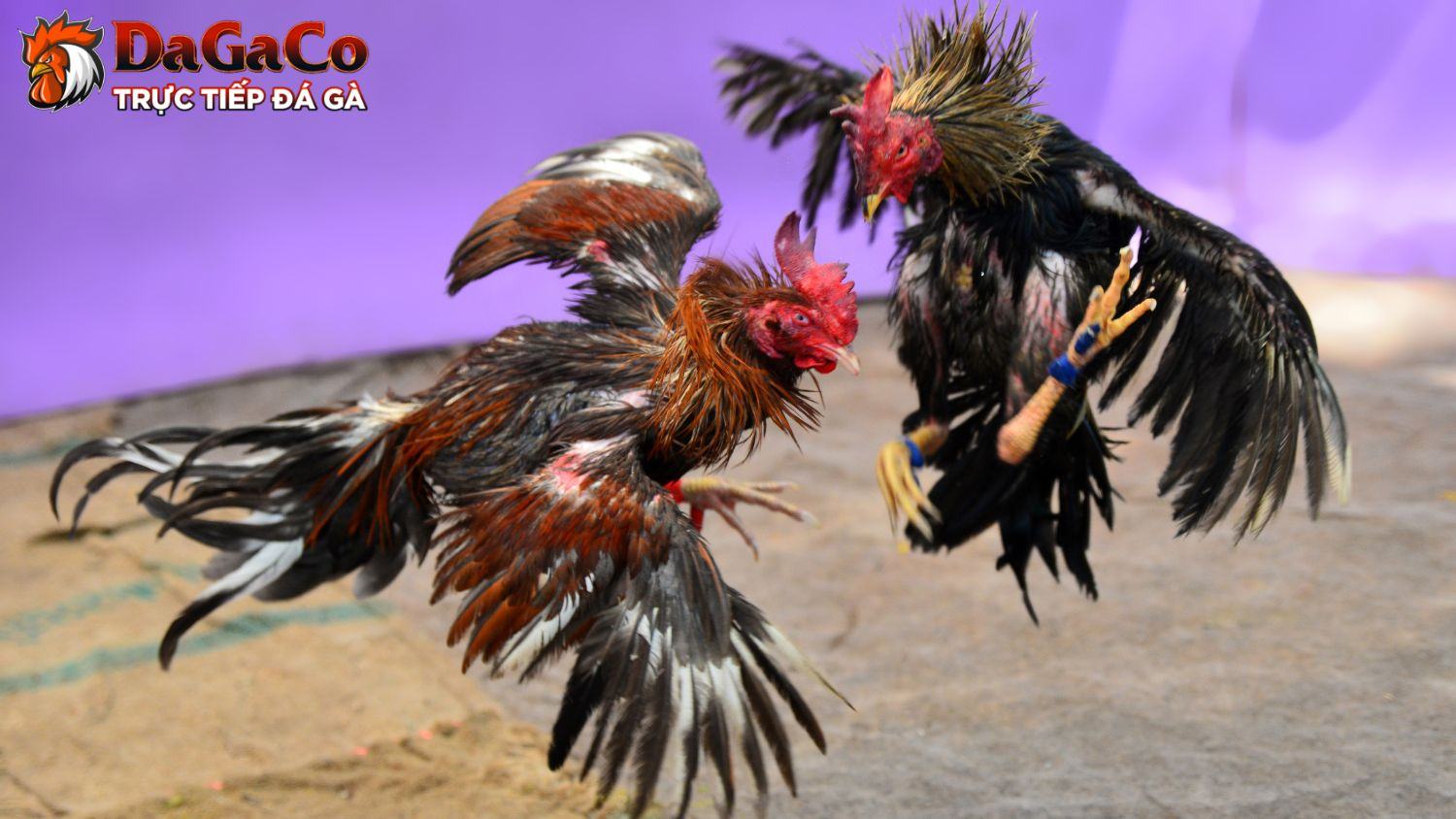 Lý do đá gà cựa sắt tại DagaCO thu hút nhiều sư kê
