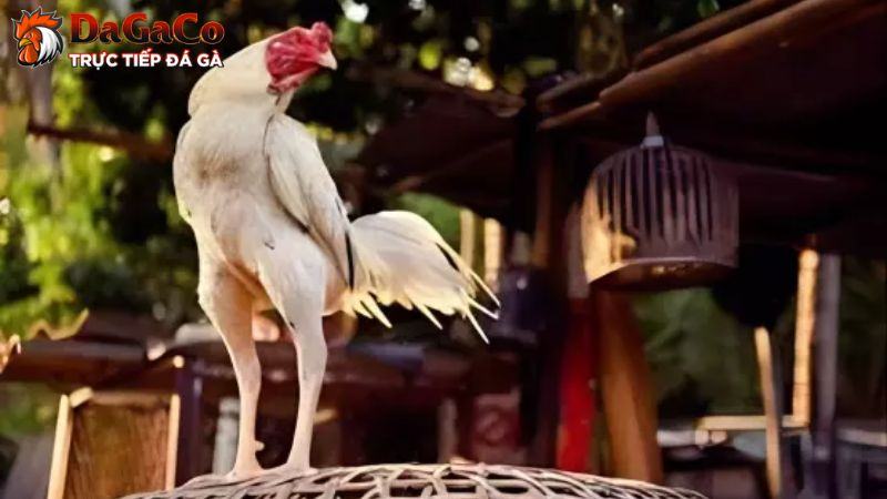 Mẹo tâm linh giúp sư kê tăng vận may khi đi đá gà