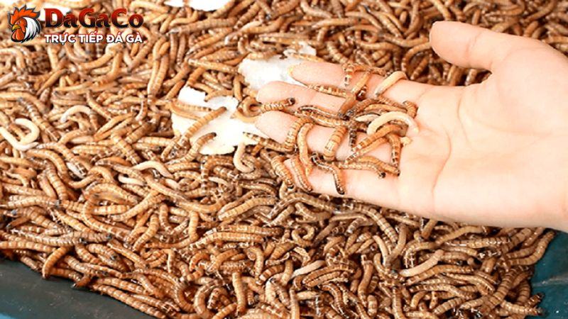 Mồi bổ sung giúp cung cấp các dưỡng chất cho gà