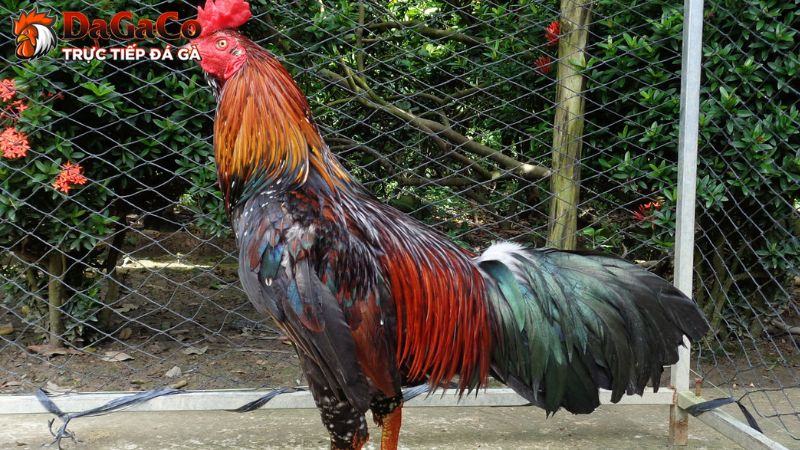 Một số điều cần chú ý khi nuôi gà đá bo lớn