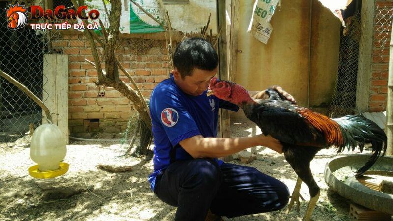 Một số điều cần lưu ý khi thực hiện cách tập lực cho gà chọi