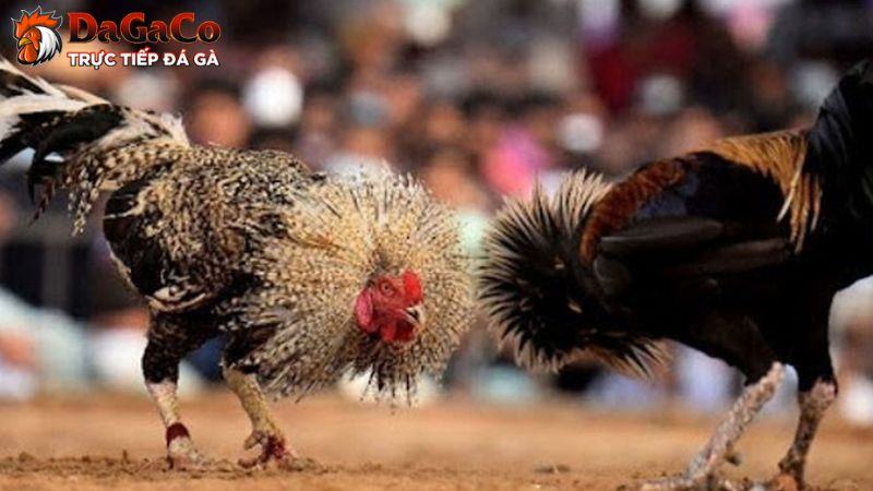Một số điều cần lưu ý khi xem giải đấu đá gà