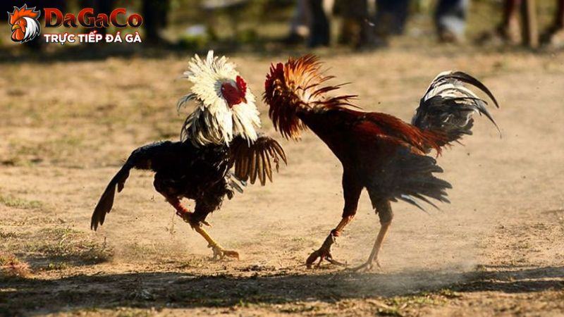 Một vài loại vết thương hay gặp ở gà đá