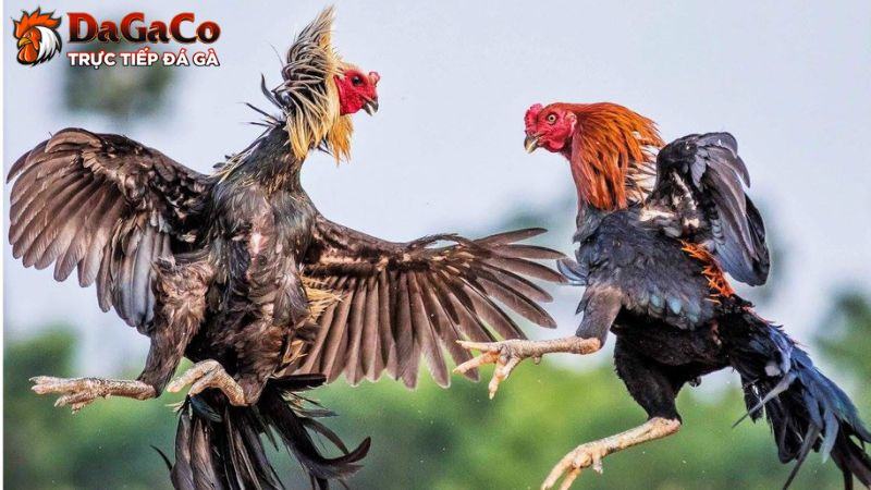 Một vài lưu ý quan trọng khi ép cân gà đá