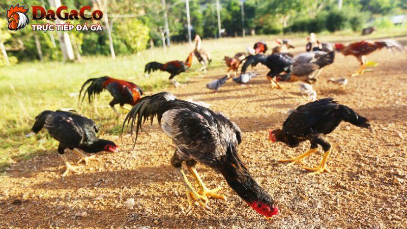 Mua gà đá ở đâu đảm bảo uy tín?