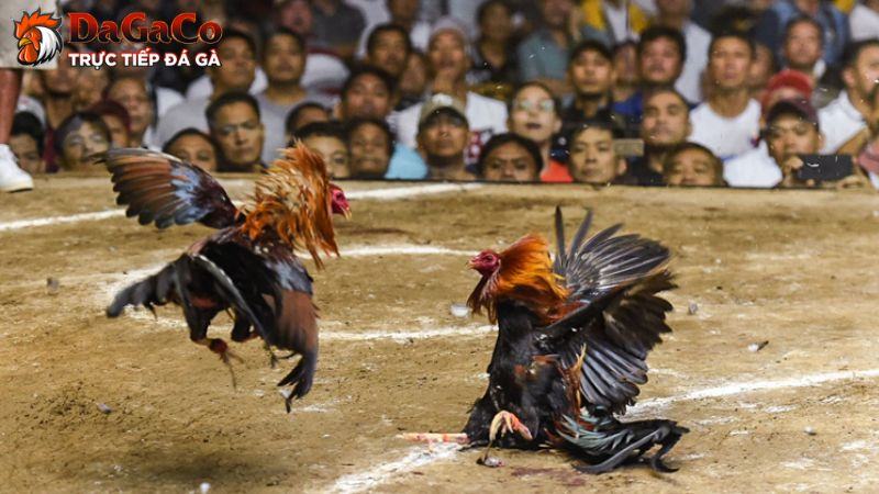 Mục đích của việc phân tích trận đấu đá gà