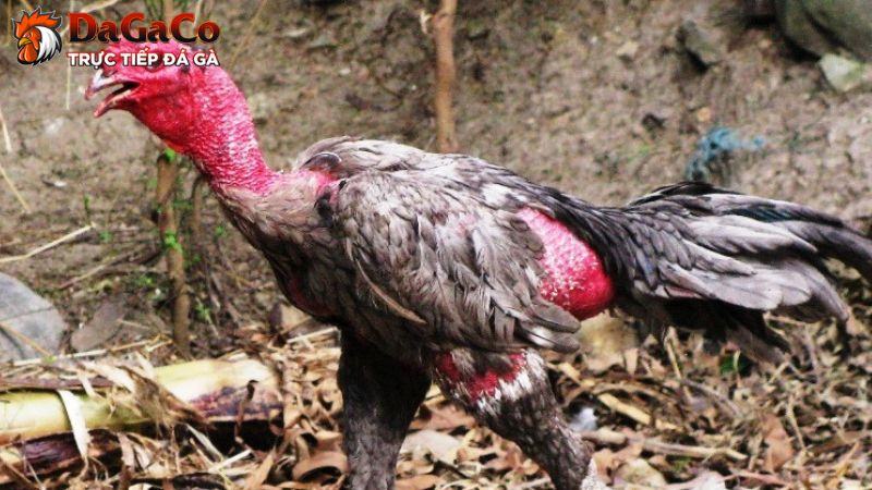 Nguyên nhân gây bệnh ORT