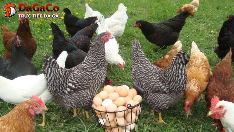 Nguyên nhân gây ra bệnh EDS trên gà