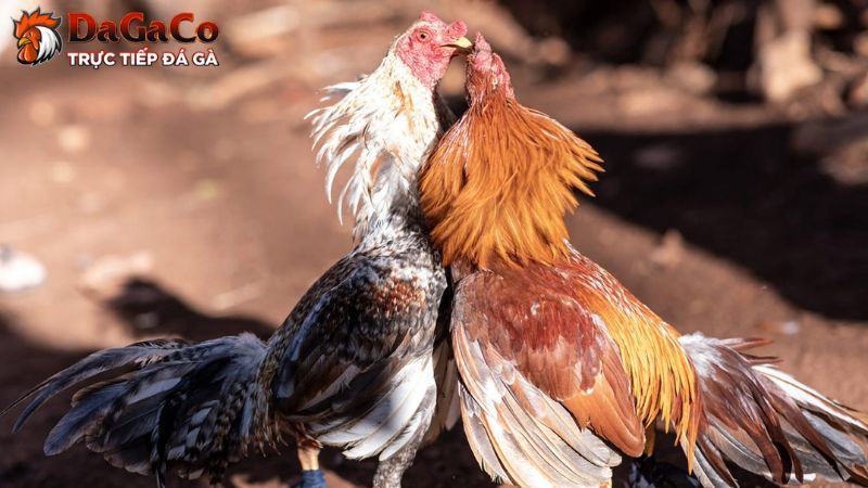 Nhận biết gà đá hay, khỏe mạnh có lợi ích gì