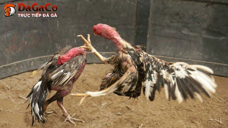 Nhận biết gà đá hay qua đầu