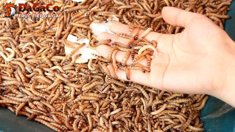 Nhóm thức ăn cho đá sung sức dẻo dai