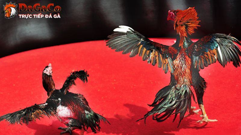 Như thế nào là một con gà đá chất lượng?