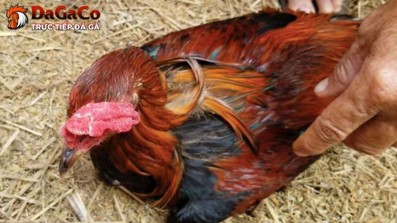 Những bệnh thường gặp ở gà đá được sư kê chia sẻ