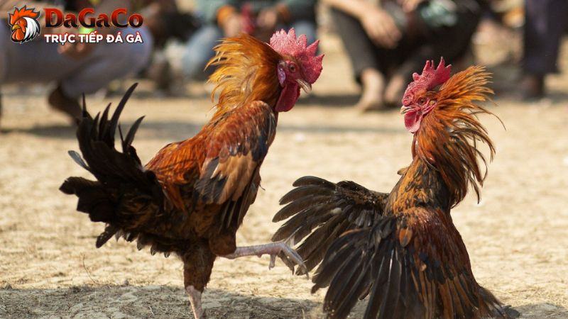 Những bí kíp cực hay từ sư kê trong cách chăm sóc gà đá