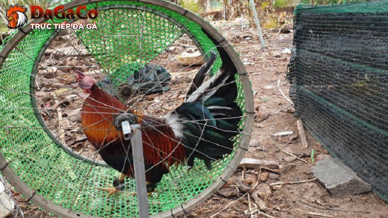 Những cách tập lực cho gà chọi hiệu quả