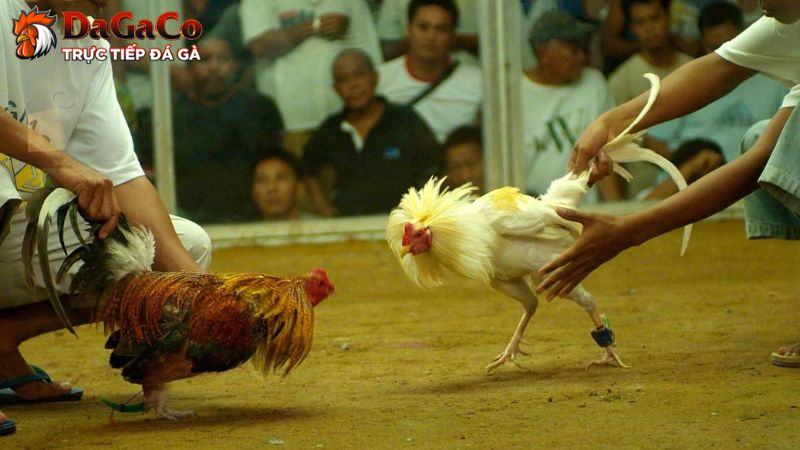 Những điểm nổi trội của website đá gà DagaCO