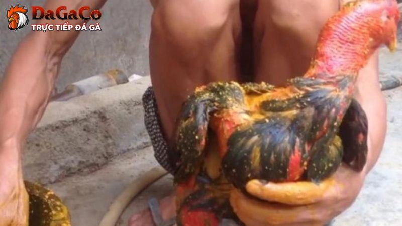 Những điều cần lưu ý khi thực hiện kinh nghiệm vào nghệ và om gà