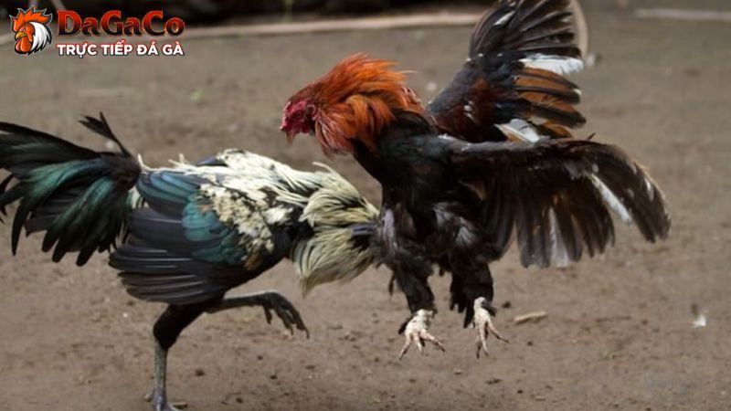 Những lưu ý quan trọng khi chăm sóc gà đá bị thương