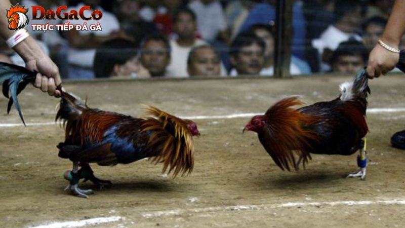 Những quy định đá gà cựa tròn bạn cần biết