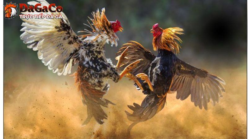 Phương pháp huấn luyện gà đá qua 3 giai đoạn