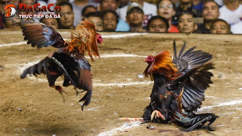 Phương pháp huấn luyện thể lực cơ bản cho gà đá