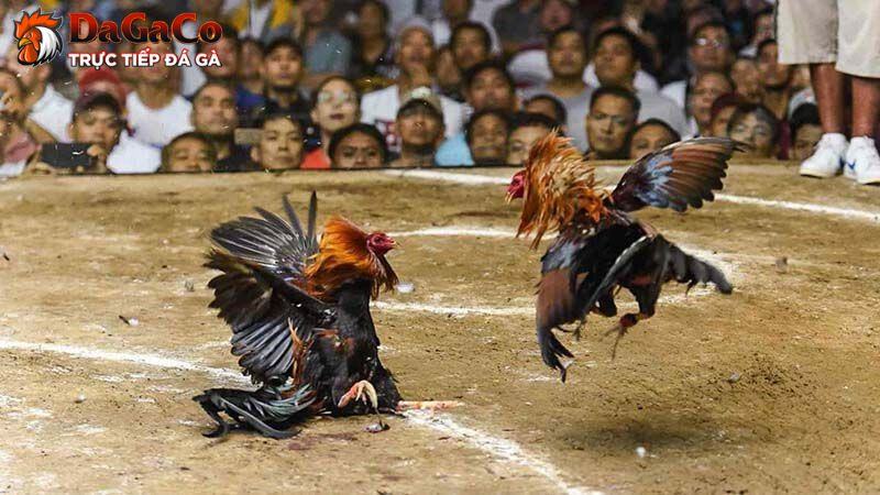 Quy định và luật lệ đá gà chung