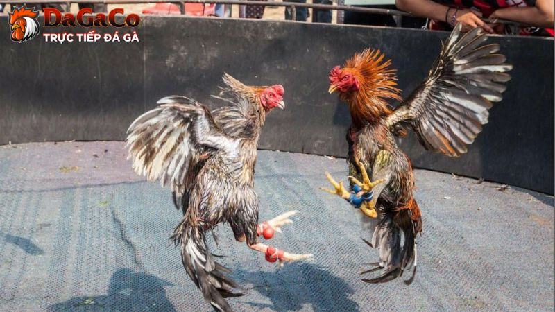 Quy tắc ván đá gà Thomo tại SV388 hoạt động