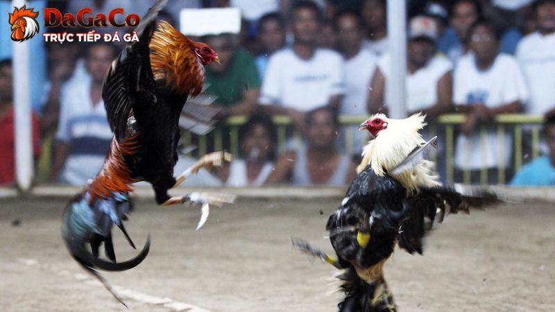 Quy tụ chiến kê dũng mãnh